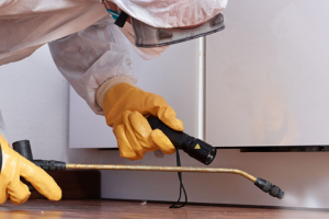 Messie Schädlingsbekämpfung Weinheim